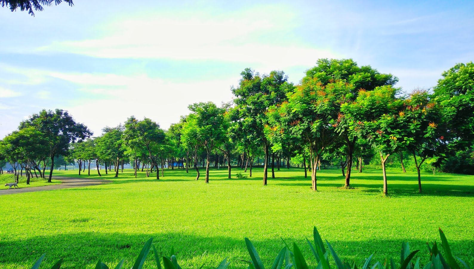 Một phần cảnh quan tại công viên Yên Sở. Cực đẹp và cực xanh!