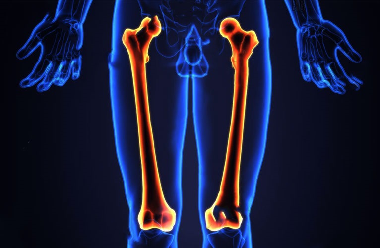 Xương đùi là xương dài nhất trong cơ thể người