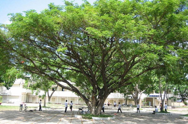 Cây me tây tán rộng được trồng nhiều tại các trường học