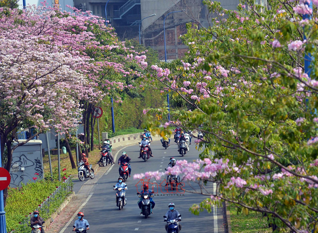 Cây kèn hồng được trồng nhiều tại các đường phố Việt Nam
