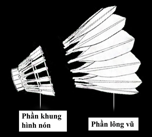 Cấu tạo của tán cầu gồm phần khung hình nón và phần lông vũ