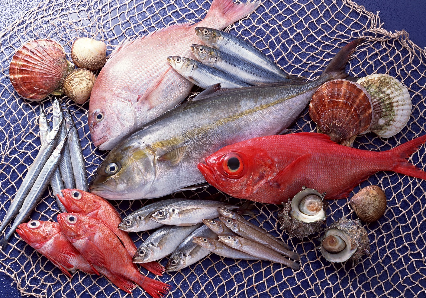 Cá biển là thực phẩm tốt cho hệ thống sụn khớp