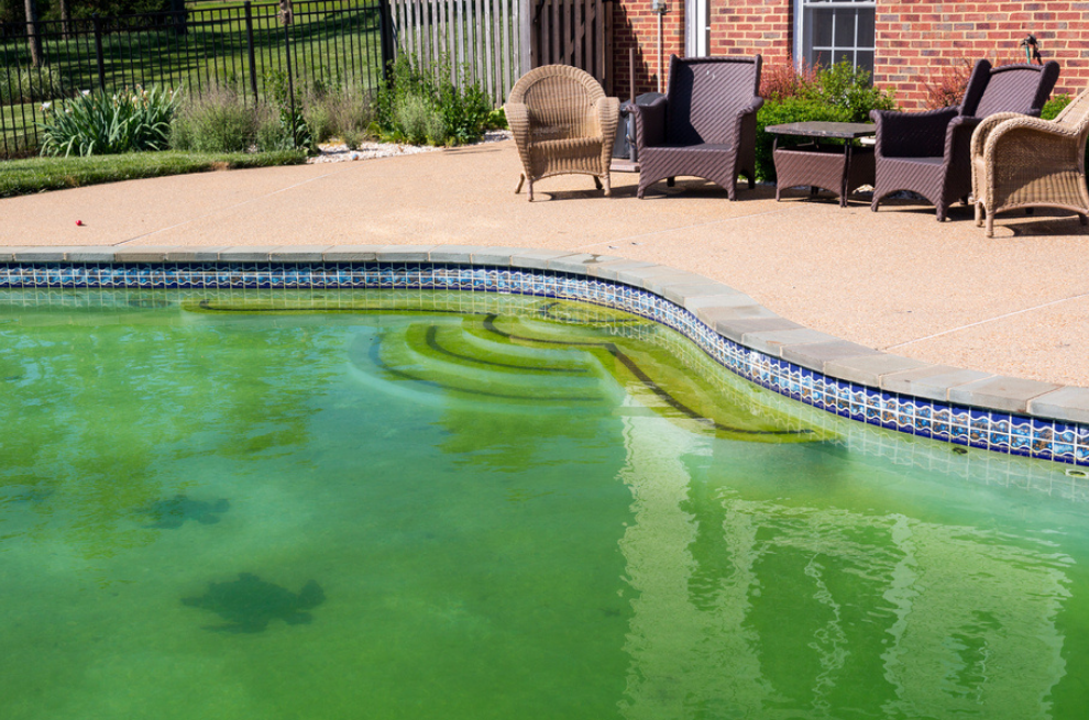 Nước bể bơi có màu xanh lá cây