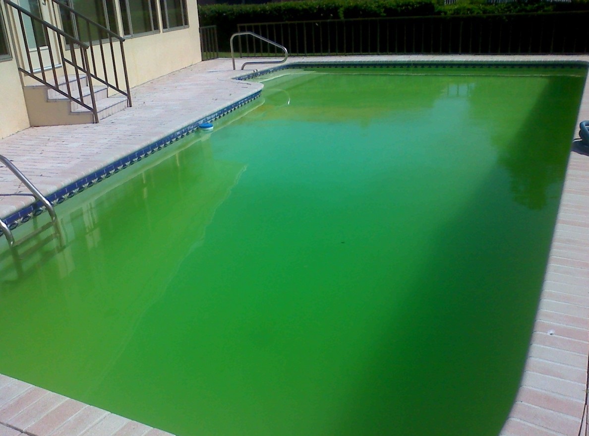 Bể bơi có nước màu xanh lá cây cần được sử lý nếu muốn sử dụng